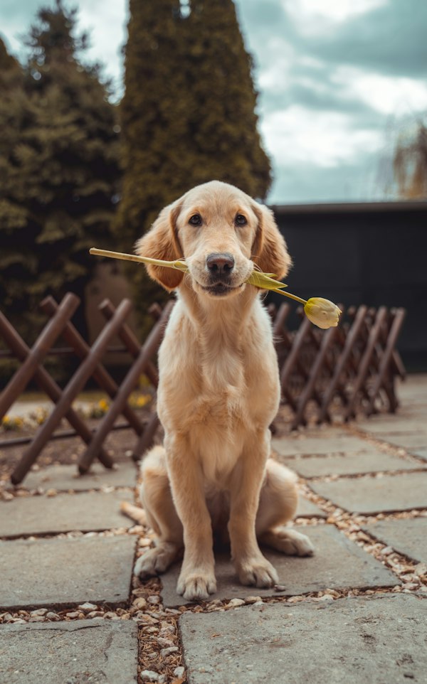 Köpek