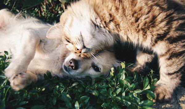 Kedi ve köpek